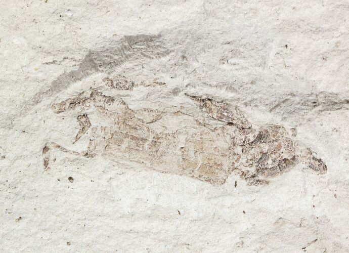 Fossil Pea Crab (Pinnixa) From California - Miocene #57504